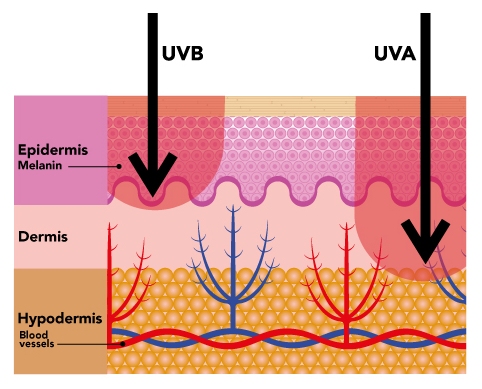 UV penetration into the layers of the skin.