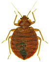 Bed bug. Bed bug.