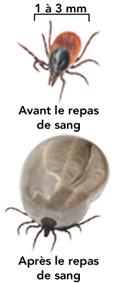 La tique avant et après le repas.